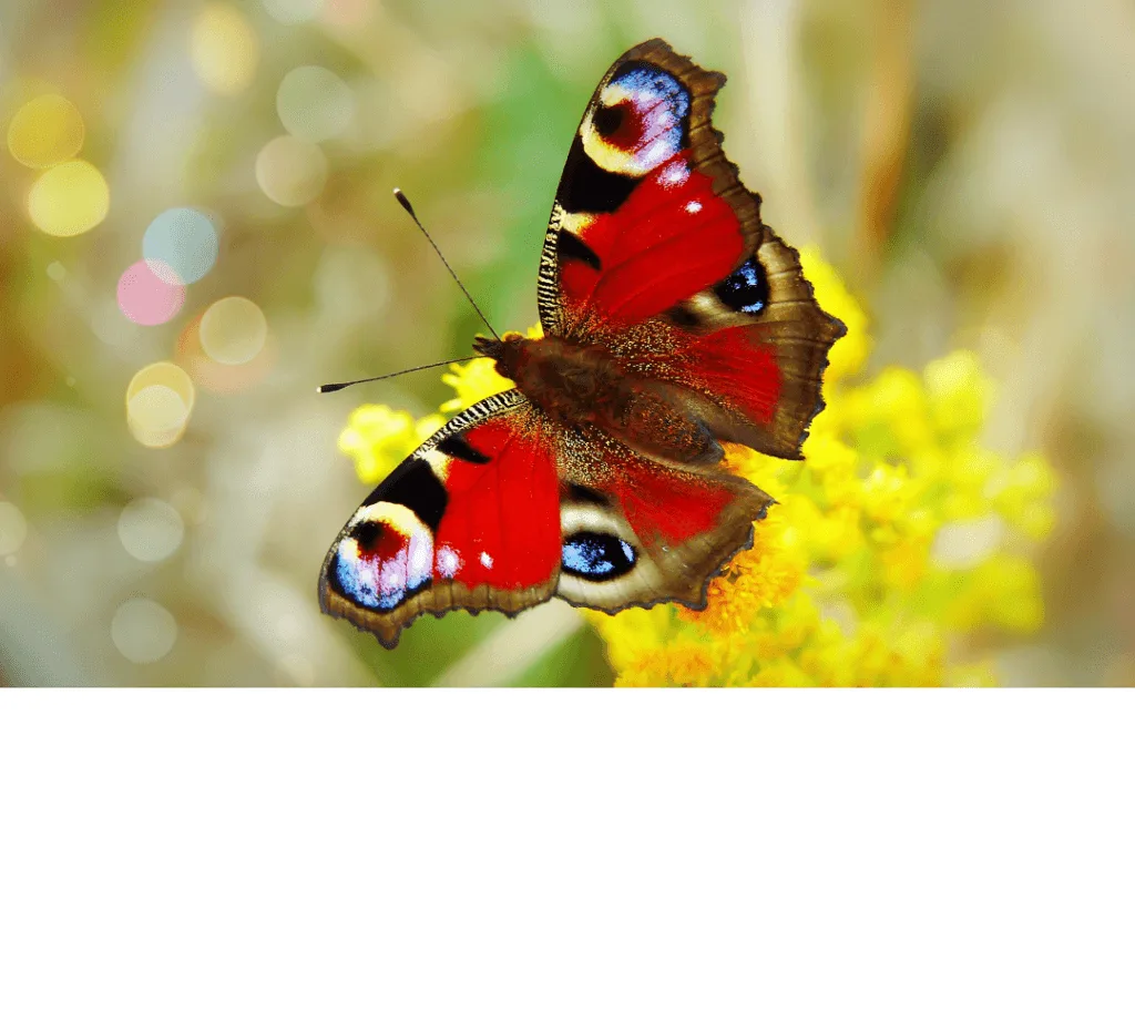 What Every Hero {Trauma Survivor} Needs to Fight Pornography